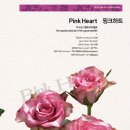 피치밸리 이미지