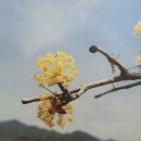 [詩想과 세상]봄 출처(경향신문) / [빛명상] 새봄을 알리는산수유 꽃 / 초광력을 체험한 분들의 글 이미지