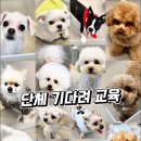 행복한 유치원 | 안산애견호텔 안산강아지호텔! 댕봄~!! 리얼후기,프로그램 가격!