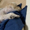 행복희 네이버블로그