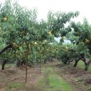 신월랑농장 이미지