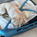 애플비 휘트니스 | 14개월 아기랑 괌 해외여행 괌 맛집