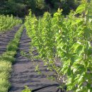 주일농장 이미지