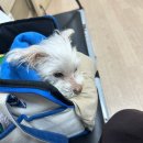 한수풀동물병원 | [나의 반려견] 간암 강아지 마스의 치료 1년