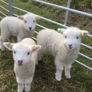 세븐일레븐 한남순천향병원점 | 한남 양갈비 맛집 공간양 솔직 후기｜룸 단체모임 추천 |한남역 서울 순천향대학교병원 맛집