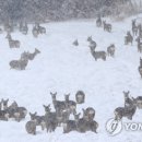 우현목장 이미지