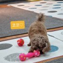 뉴욕도그랜드 이미지