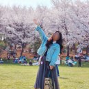 안산호원초등학교 | 안산 호수공원 벚꽃 데이트 주차장 포인트 정보