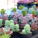 푸른식물병원 이미지