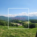 개미목장 | 아이와(4,8세) 함께 대관령양떼목장 방문 후기(입장료/팁⭐정리)