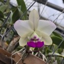Cattleya walkeriana f.perola 'PA-06' × 'Madou Model ' 이미지