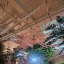 디 오아시 이미지