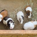 대안농장 | 4살 아이와 다녀온 용인 포레스트벨 후기｜실내가볼만한곳 고민 끝! 동물체험·체험농장 만족도 최고