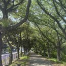 톨랑톨랑 | [제주] 제주 결기여행 2일차! 김만복 김밥 본점 / 톨랑톨랑 / 스시우다 / 카페 몹시 / 금오름 / 삼대...