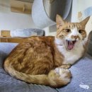 잘먹고 몸에도 좋은 짜먹는 고양이 간식 젬젬스틱😸😸