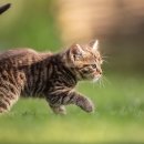 도그앤캣동물병원 이미지