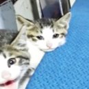 난향동-17 이미지