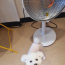 이쁘개왈왈 이미지