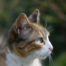 행복한고양이 - 고양시 일산동구 무궁화로 32-21 | 행복한고양이