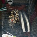 브람스 펜션 이미지