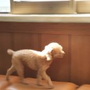 펫하우스 V 이미지