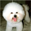 [림스애견학교] 비숑 프리제 _ Bichon Frise 이미지