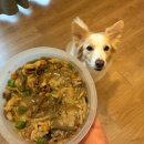 pet136더3257 | 강아지 습식사료 추천 한국마즈 시저 웜볼 후기