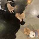 어바웃 댕댕 이미지