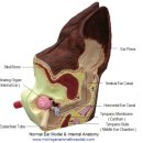에버그린 펫 클리닉 이미지