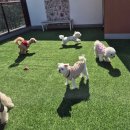 몽샤르망 애견유치원 | 인천 부개동 소형견 애견유치원 "몽샤르망"