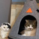 펫하우스 이미지