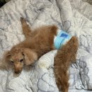 케니애견돌봄센터 이미지