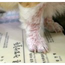 쿨펫동물병원 이미지