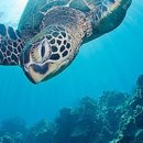 부평막국수 이미지