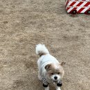 몽그라니 이미지