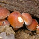 참나무버섯(개암버섯) 이미지