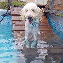 두들랜드 이미지