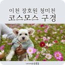 멋뜰 - 속초시 중앙로 120 | 장호원 청미천 코스모스 꽃밭 / 위치 / 주차 / 장호원 오일장