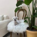 퍼피샬롱 이미지