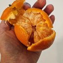 11590-3 | 코스트코 3월 넷째주 할인, 이번주 챙겨야 할 추천상품 정리