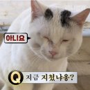 레이지도넛 네이버블로그