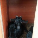 회인농장 이미지