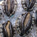 진도 아라 전복 이미지