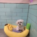 펫파민트 이미지