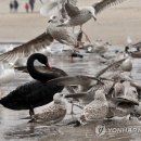 Black Swan 이미지