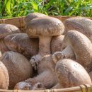 송화농장2 이미지