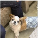 발바닥애견카페 이미지