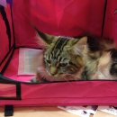 라온캐터리 | 2014.4.13 CFA catshow~~❤