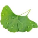 은행잎 추출물 효능 부작용 깔끔하게 정리해 봤어요 이미지