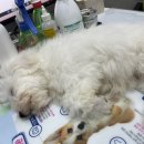 석촌호수동물병원 이미지